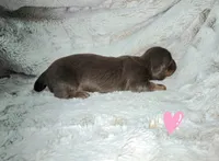 Daphne, a female Miniature Dachshund for sale in Mulberry, FL – 8 of 8