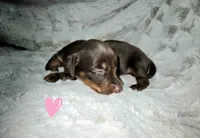 Daphne, a female Miniature Dachshund for sale in Mulberry, FL – 6 of 8