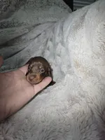 Scooby, a male Miniature Dachshund for sale in Mulberry, FL – 8 of 10