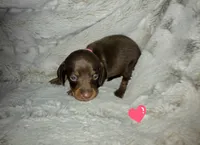 Daphne, a female Miniature Dachshund for sale in Mulberry, FL – 4 of 8