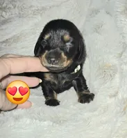 Shaggy, a male Miniature Dachshund for sale in Mulberry, FL – 2 of 5
