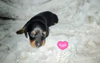 Fred, a male Miniature Dachshund for sale in Mulberry, FL – 7 of 7