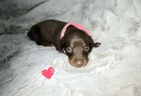 Velma, a female Miniature Dachshund for sale in Mulberry, FL – 5 of 5