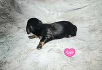Fred, a male Miniature Dachshund for sale in Mulberry, FL – 5 of 7