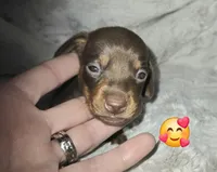 Scooby, a male Miniature Dachshund for sale in Mulberry, FL – 9 of 10
