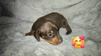 Scooby, a male Miniature Dachshund for sale in Mulberry, FL – 7 of 10