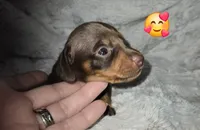 Scooby, a male Miniature Dachshund for sale in Mulberry, FL – 3 of 10