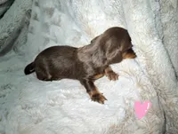 Daphne, a female Miniature Dachshund for sale in Mulberry, FL – 5 of 8