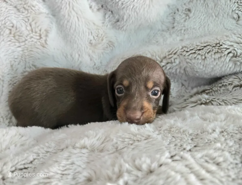 Scooby – Miniature Dachshund puppy for sale in Mulberry, FL