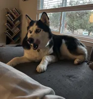 Hela, a female Alaskan Husky for sale in Kingsland, GA – 3 of 3