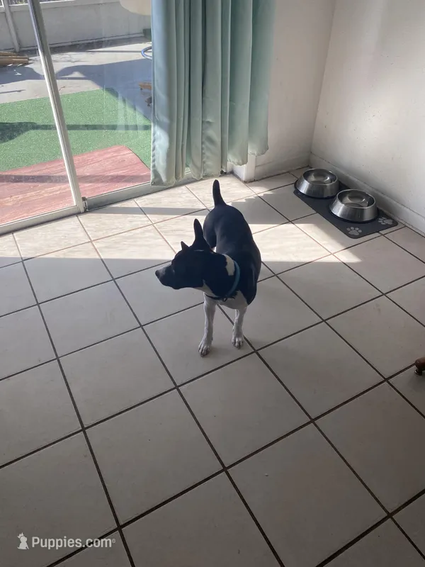 Vinnie, a male Rat Terrier for sale in Melbourne, FL – Photo 1 of 3