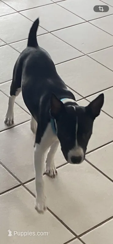 Vinny, a female Rat Terrier for sale in Melbourne, FL – Photo 1 of 2