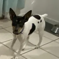Eenie, a female Rat Terrier for sale in Melbourne, FL – Photo 2 of 3