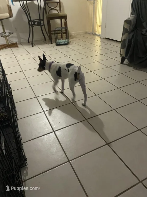 Eenie, a female Rat Terrier for sale in Melbourne, FL – Photo 1 of 3