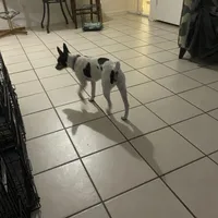 Eenie, a female Rat Terrier for sale in Melbourne, FL – Photo 1 of 3