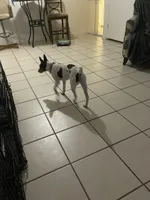 Eenie, a female Rat Terrier for sale in Melbourne, FL – Photo 1 of 3
