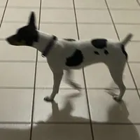 Eenie, a female Rat Terrier for sale in Melbourne, FL – Photo 3 of 3