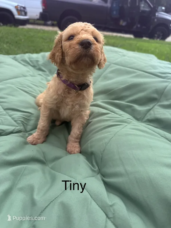 Tiny – Goldendoodle puppy for sale in Norman, OK