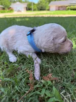 Murphy IV - Light Blue, a male Goldendoodle for sale in Norman, OK – 4 of 5