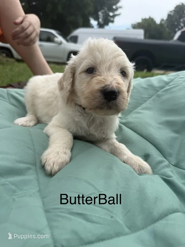 Butterball – Goldendoodle puppy for sale in Norman, OK