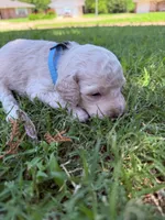 Murphy IV - Light Blue, a male Goldendoodle for sale in Norman, OK – 3 of 5