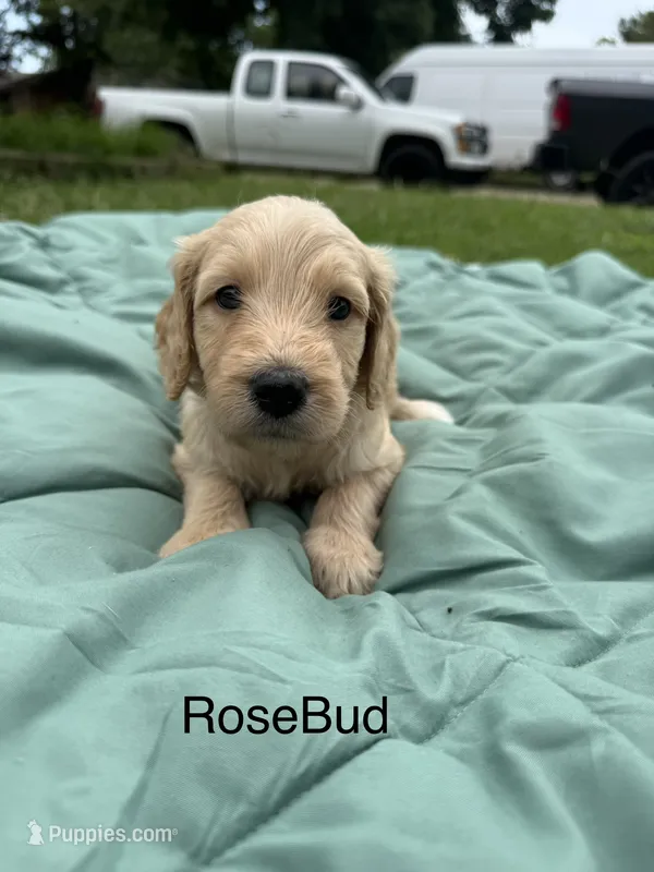 Rosebud – Goldendoodle puppy for sale in Norman, OK