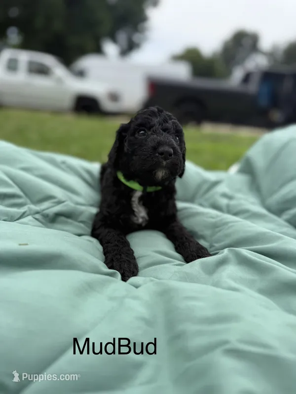 Mudbud – Goldendoodle puppy for sale in Norman, OK