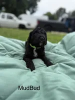 Mudbud, a female Goldendoodle for sale in Norman, OK – 1 of 1
