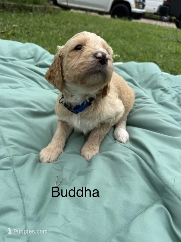 Buddha – Goldendoodle puppy for sale in Norman, OK