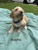 Buddha, a female Goldendoodle for sale in Norman, OK – 1 of 1
