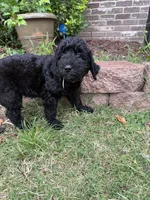Sirius, a female Goldendoodle for sale in Norman, OK – 5 of 5
