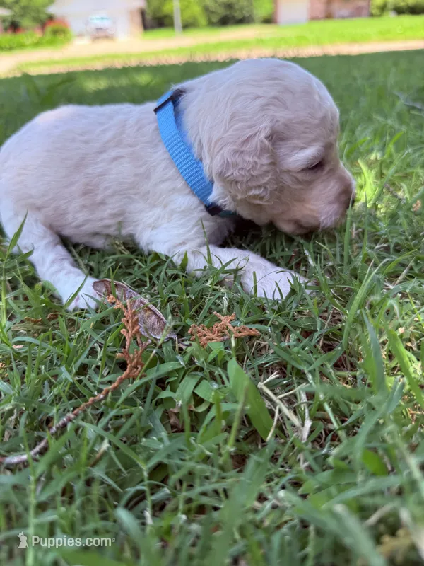 Murphy IV - Light Blue – Goldendoodle puppy for sale in Norman, OK