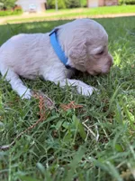 Murphy IV - Light Blue, a male Goldendoodle for sale in Norman, OK – 1 of 5