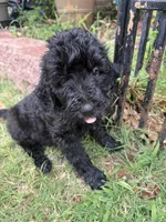Sirius, a female Goldendoodle for sale in Norman, OK – 4 of 5