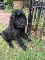 Sirius, a female Goldendoodle for sale in Norman, OK – 2 of 5