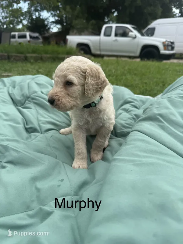 Murphy – Goldendoodle puppy for sale in Norman, OK