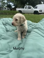 Murphy, a male Goldendoodle for sale in Norman, OK – 1 of 1