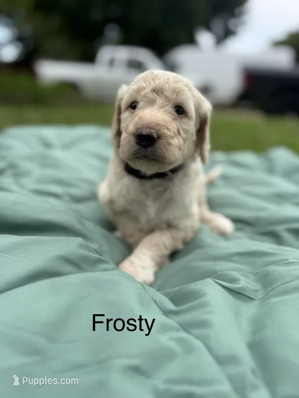Frosty – Goldendoodle puppy for sale in Norman, OK