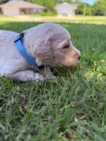 Murphy IV - Light Blue, a male Goldendoodle for sale in Norman, OK – 2 of 5