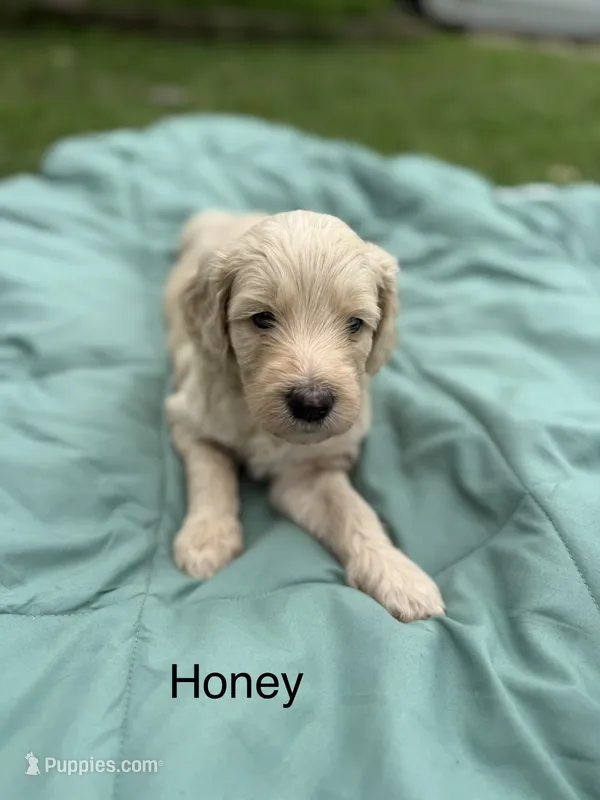 Honey – Goldendoodle puppy for sale in Norman, OK