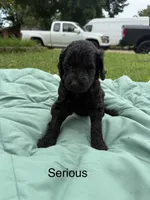 Serious, a female Goldendoodle for sale in Norman, OK – 1 of 1
