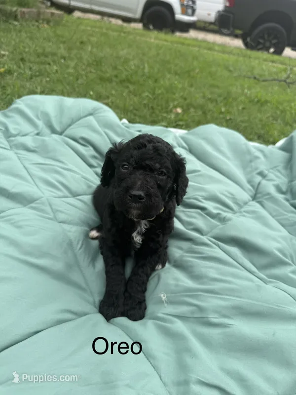 Oreo – Goldendoodle puppy for sale in Norman, OK