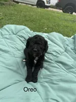 Oreo, a male Goldendoodle for sale in Norman, OK – 1 of 1
