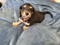 Chunk, a male Miniature Dachshund for sale in Vincent, AL – 4 of 9