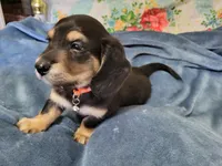 Chunk, a male Miniature Dachshund for sale in Vincent, AL – 3 of 9