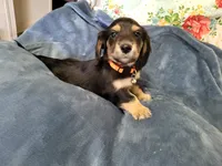 Chunk, a male Miniature Dachshund for sale in Vincent, AL – 2 of 9