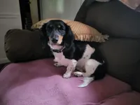 Chunk, a male Miniature Dachshund for sale in Vincent, AL – 8 of 9