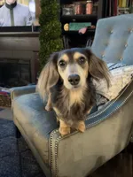 Chunk, a male Miniature Dachshund for sale in Vincent, AL – 5 of 9