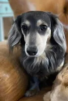 Chunk, a male Miniature Dachshund for sale in Vincent, AL – 6 of 9