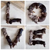 Chunk, a male Miniature Dachshund for sale in Vincent, AL – 9 of 9